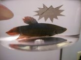 King Betta size