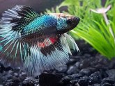 Learn about Betta fish