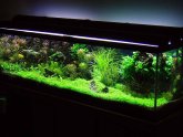Live plants for Betta fish tank