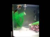 Male Betta fighting