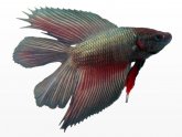 Male Betta fish life span