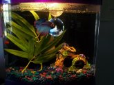 Male Betta fish tank Mates