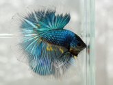 Male Betta splendens