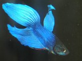 Male fighting fish