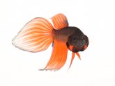 Male Siamese fighting fish