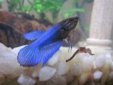 Moon tail Betta fish