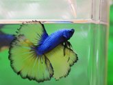 Mustard gas Betta