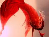 Names for a red Betta fish