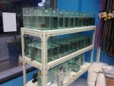 Online Betta fish store