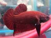 Online Betta Store