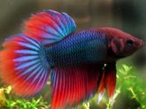 Pet names for Fighter fish