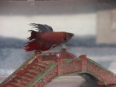 PetSmart Betta fish care