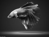 Pictures of Japanese fighting fish