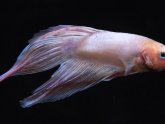 Pink Siamese fighting fish