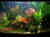 Plants for Betta fish tank
