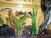 Plants to put with Betta fish