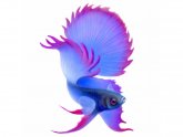 Purple fighting fish