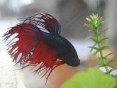 Red and blue Betta fish