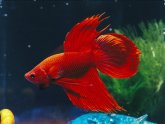 Red fighting fish