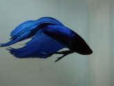 Royal blue Betta