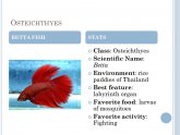 Scientific name for Betta fish