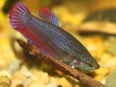 Siamese female fighting fish