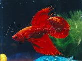 Siamese fighting fish behaviour