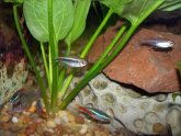 Siamese fighting fish breeding