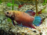 Siamese fighting fish breeding strategies