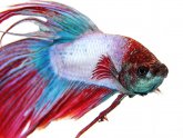 Siamese fighting fish diet