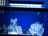 Siamese fighting fish habitat