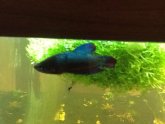 Siamese fighting fish Pictures male fish