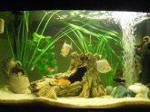Siamese fighting fish tank Setup