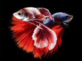 Siamese fighting fish-Videos