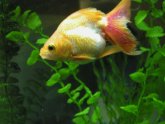 Signs of fin rot in Betta fish
