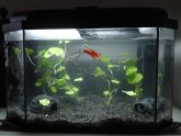 Small Betta Tanks