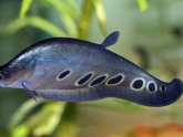 Swim bladder Betta fish