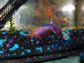 Symptoms of Betta fish Dying