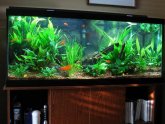 Tanks for Betta fish