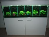 Tanks for Bettas