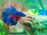 Tetra Betta fish