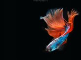 Thailand fighting fish