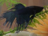 Treatment for fin rot in Betta fish