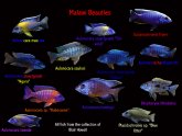 Types of Bettas