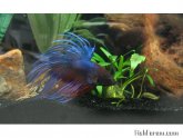 Types of Siamese fighting fish