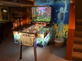 Unique Betta fish Tanks