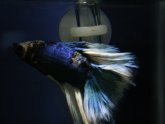 Veiltail Betta care