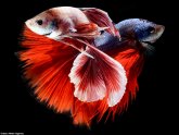 Vietnamese fighting fish