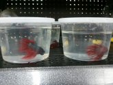 Walmart Betta fish