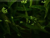 Water plants for Betta fish
